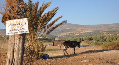 Donkey in Akamas Cyprus